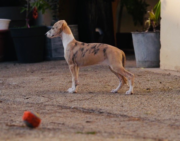 Revenge's - Chiot disponible  - Whippet