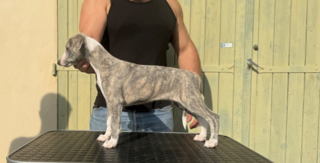 Revenge's - Chiot disponible  - Whippet