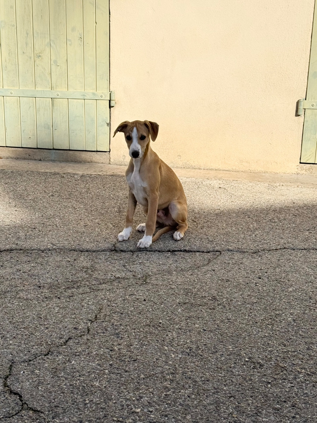 Revenge's - Chiots disponibles - Whippet