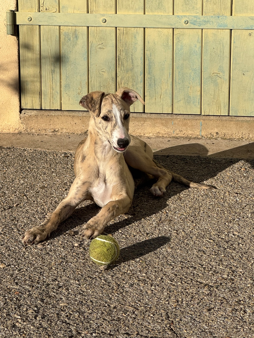 Revenge's - Chiots disponibles - Whippet