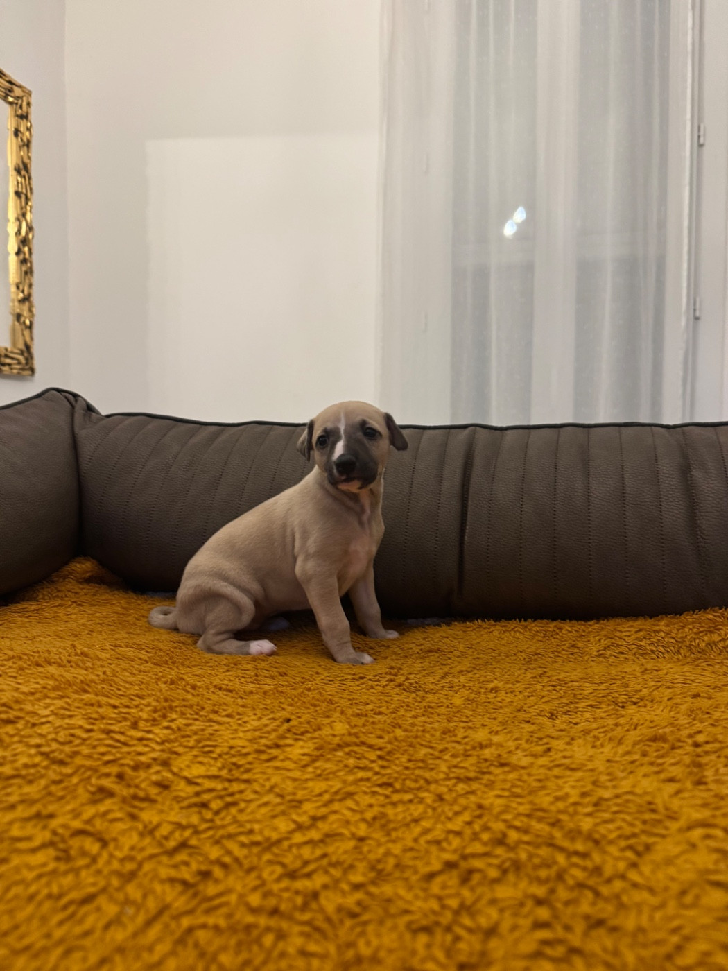 Revenge's - Chiots disponibles - Whippet