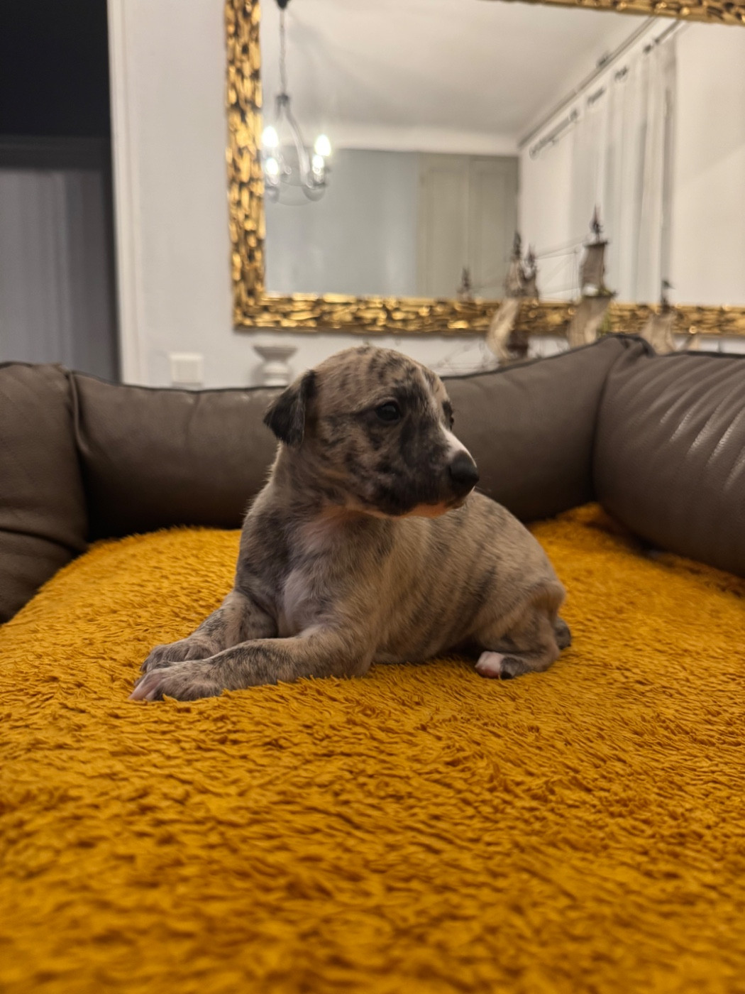 Revenge's - Chiots disponibles - Whippet