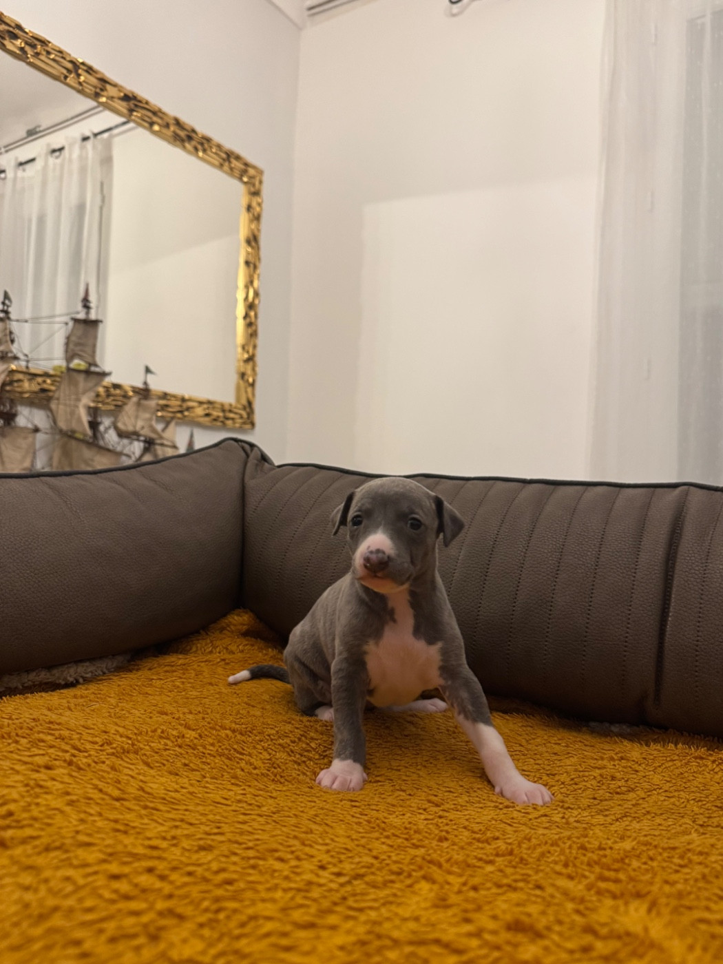 Revenge's - Chiots disponibles - Whippet