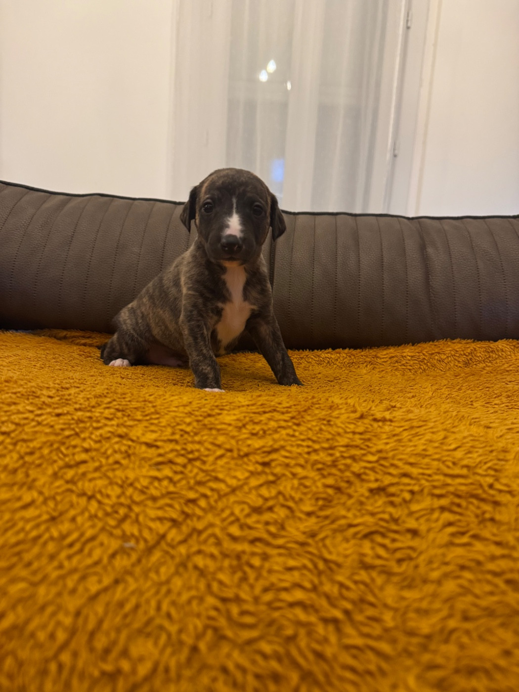 Revenge's - Chiots disponibles - Whippet