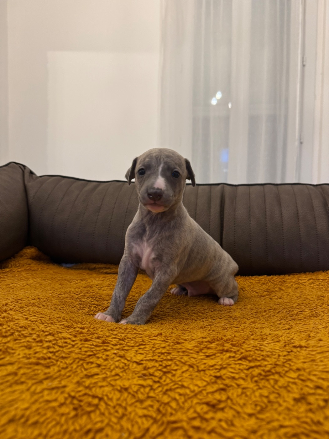 Revenge's - Chiots disponibles - Whippet