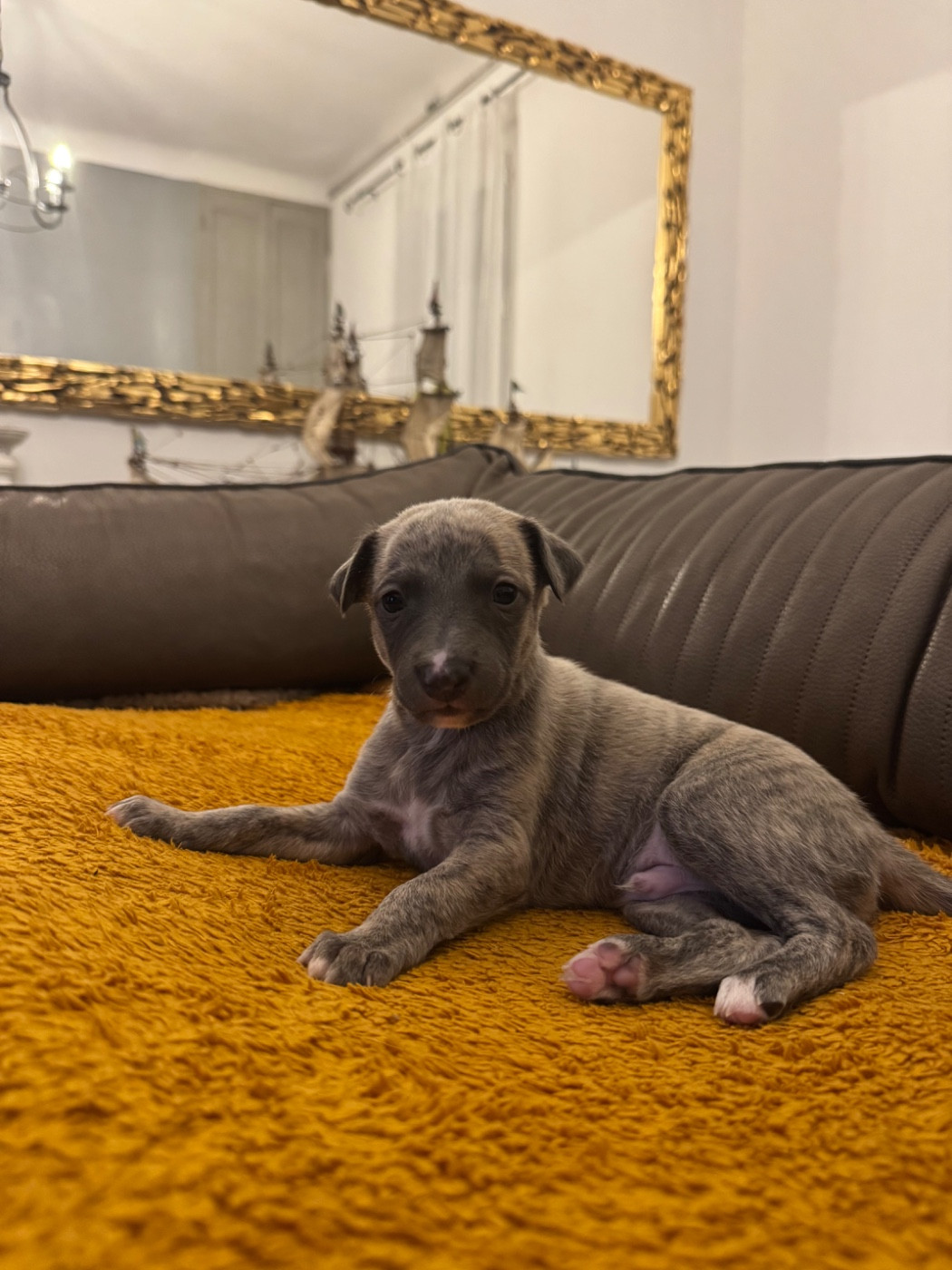 Revenge's - Chiots disponibles - Whippet