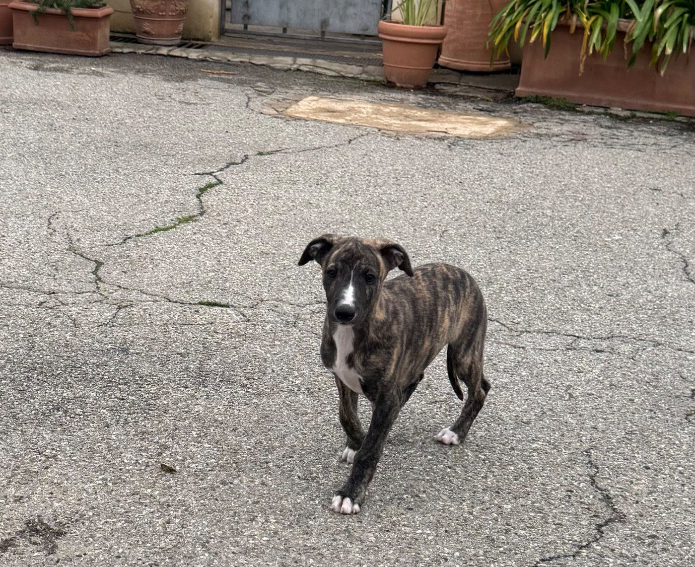 Revenge's - Chiots disponibles - Whippet