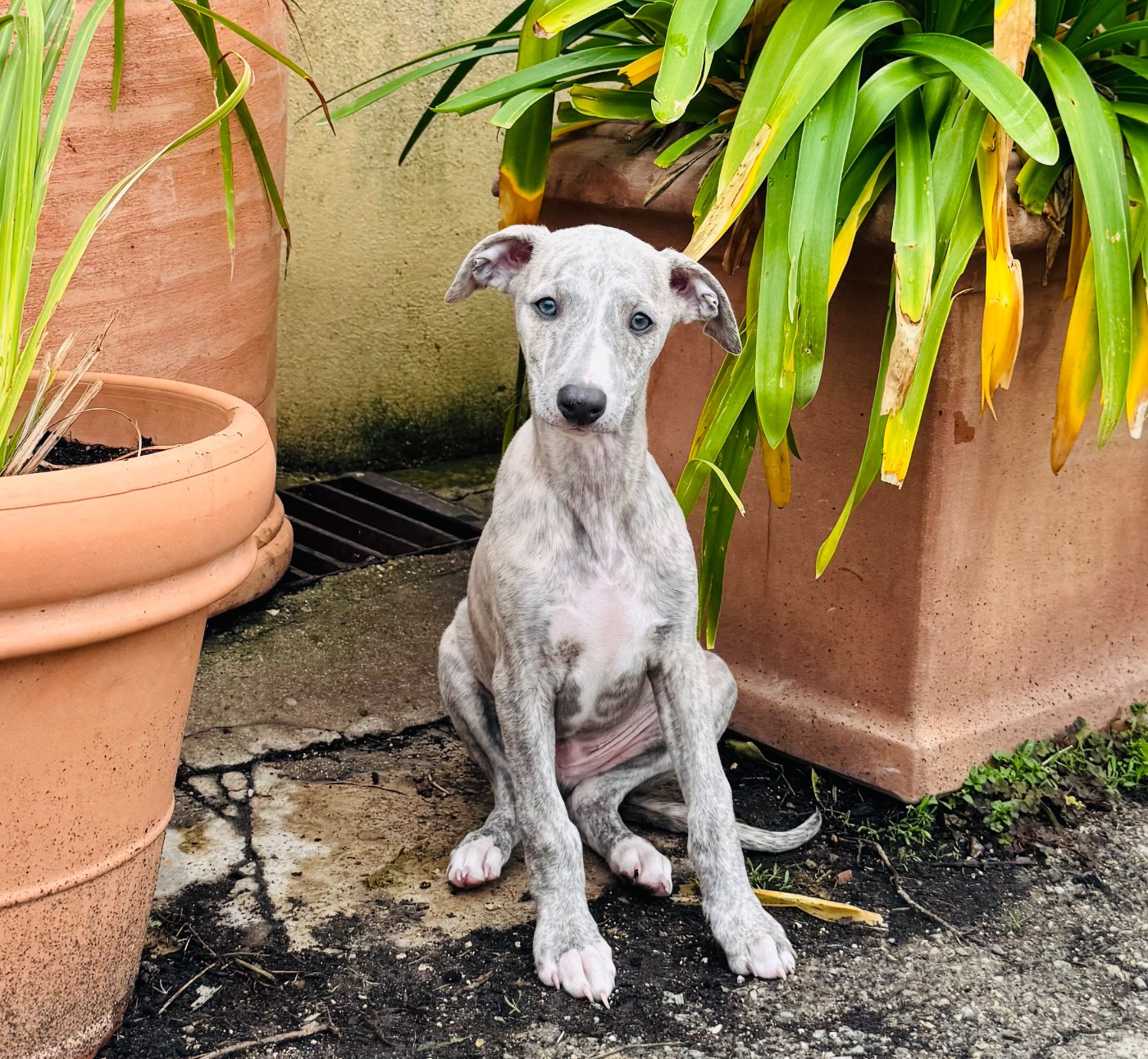 Revenge's - Chiots disponibles - Whippet