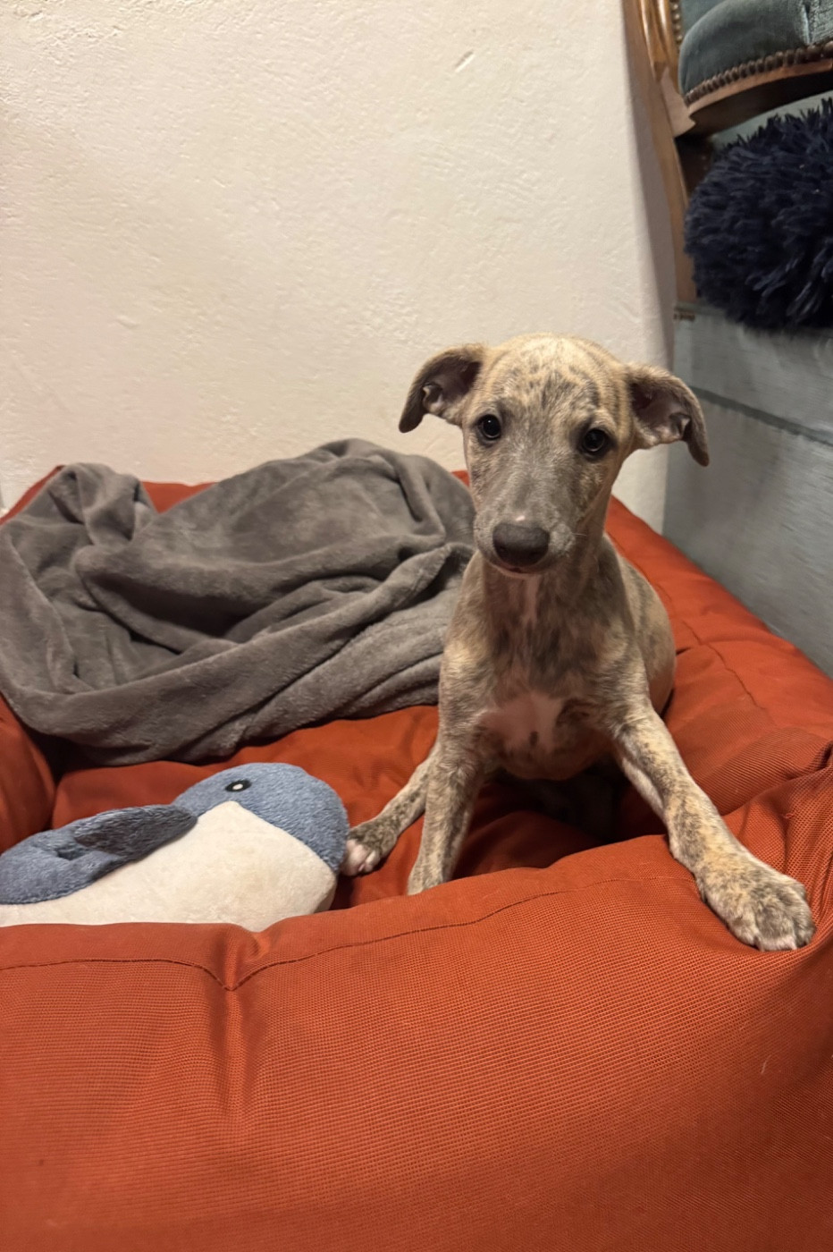 Revenge's - Chiots disponibles - Whippet