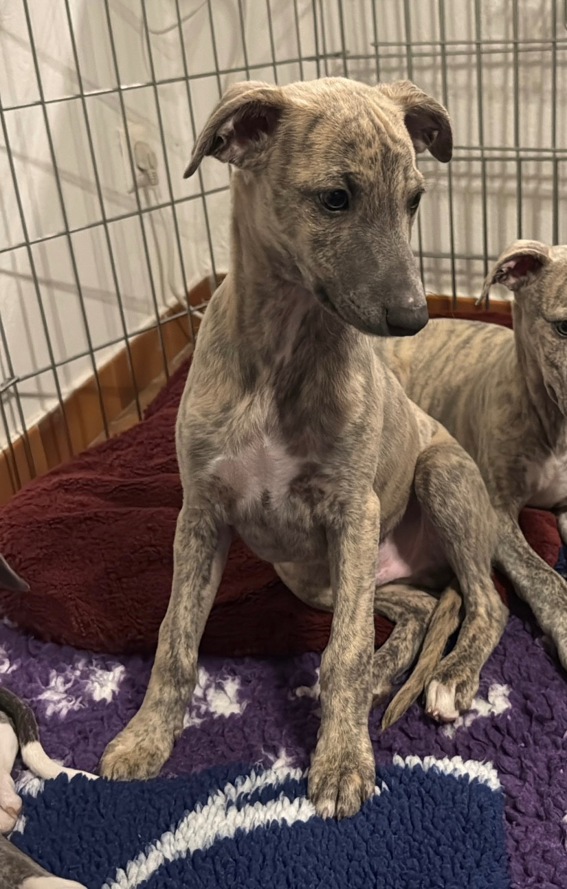 Revenge's - Chiots disponibles - Whippet