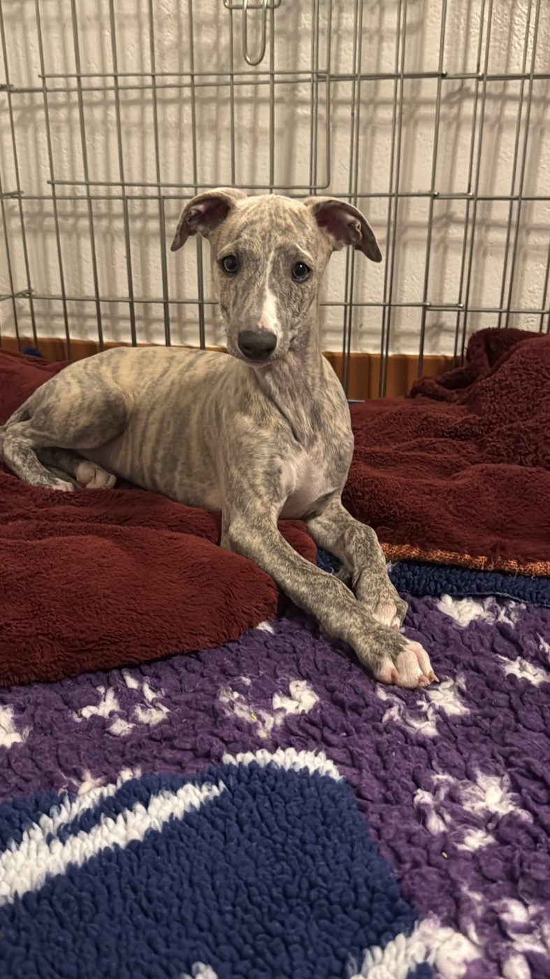 Revenge's - Chiots disponibles - Whippet