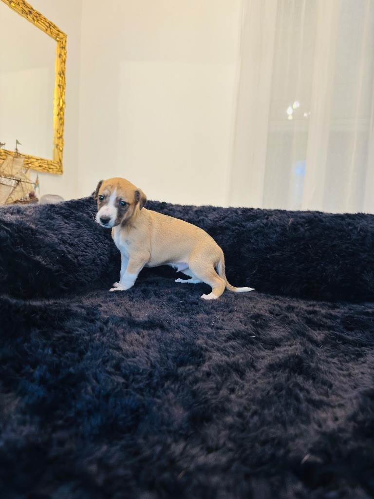 Revenge's - Chiots disponibles - Whippet
