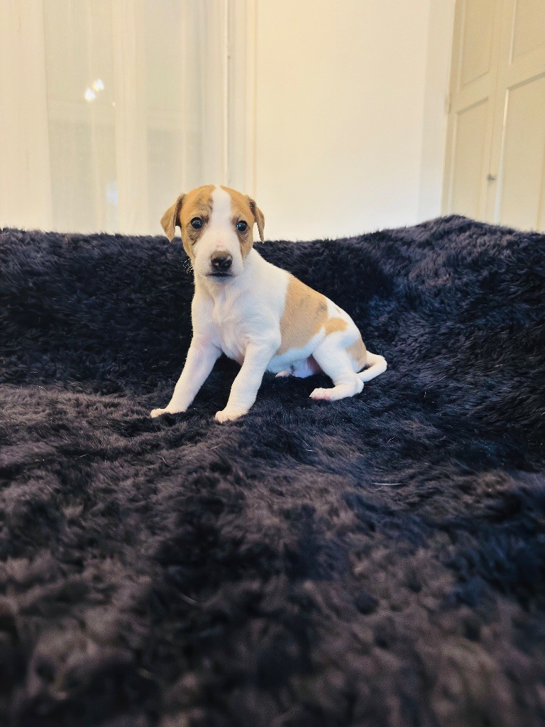 Revenge's - Chiots disponibles - Whippet