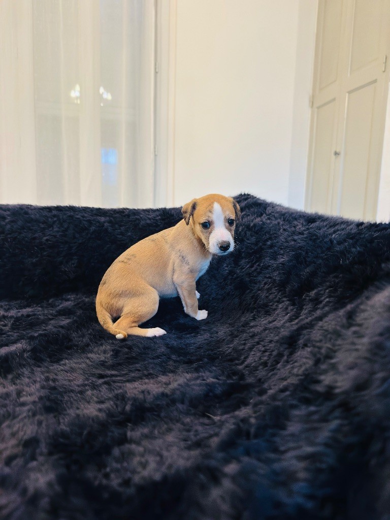 Revenge's - Chiots disponibles - Whippet