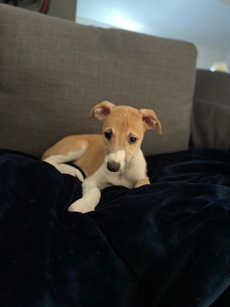 Revenge's - Whippet - Portée née le 16/11/2021